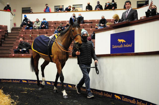 Cheltenham Star Laurina Leads The Way For €290,000 At Tattersalls Ireland feature image